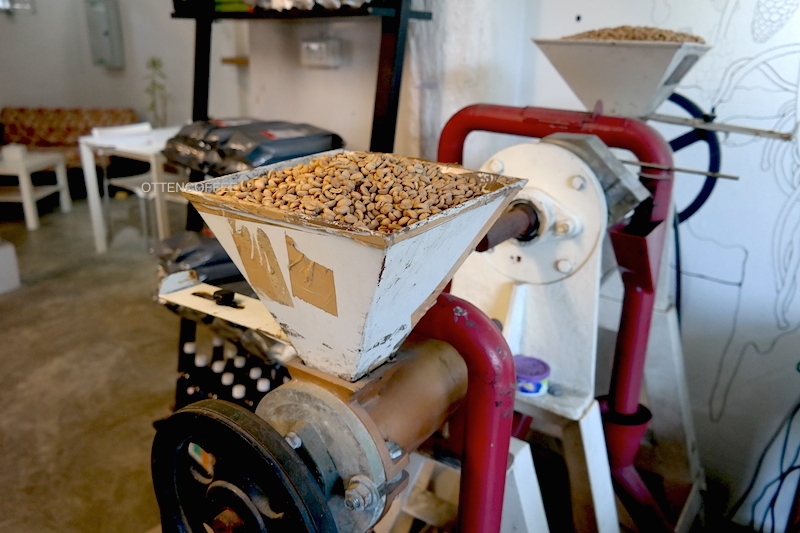 Biji kopi yang belum disangrai