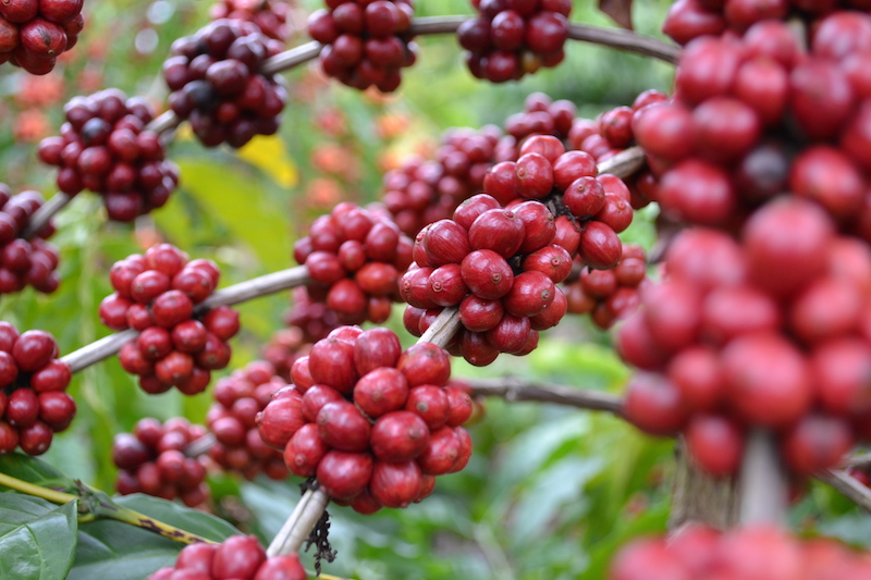 3 Olahan Berbahan Dasar Ceri Kopi Majalah Otten Coffee