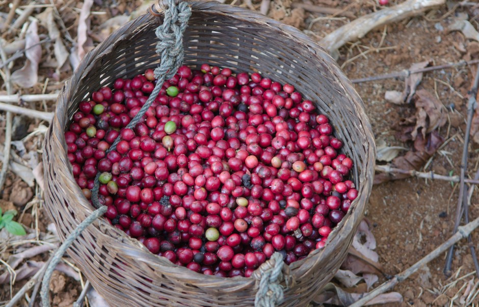 JENISJENIS KOPI NUSANTARA  Majalah Otten Coffee