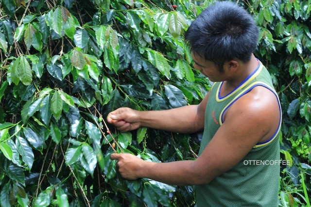 pohon kopi gayo