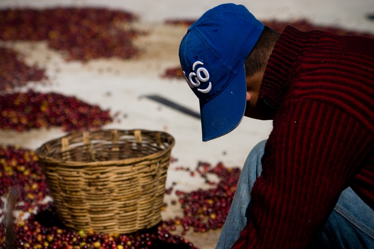 Mengenal Macam Macam Proses Pengolahan Kopi Majalah Otten Coffee