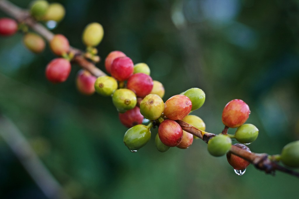 APAKAH KETINGGIAN TANAM BISA MEMENGARUHI RASA KOPI? - Majalah Otten Coffee