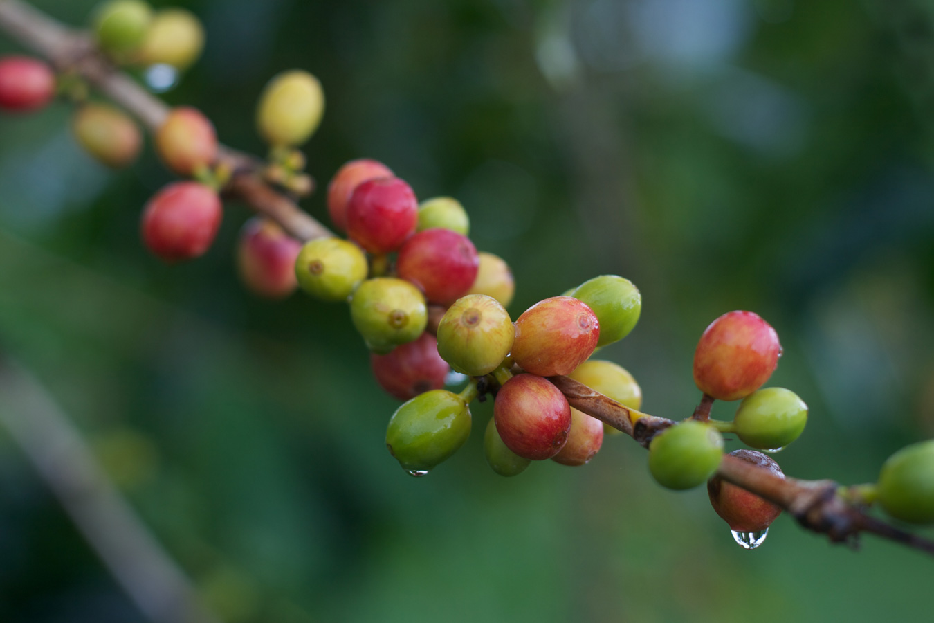 SEMACAM PANDUAN UNTUK KOPI SPECIALTY