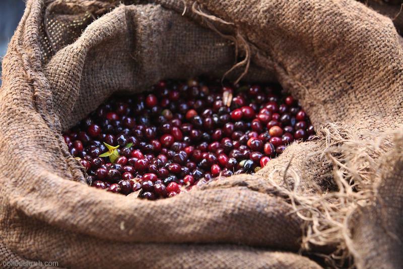 Kopi Ethiopia Yirgacheffe: Floral dengan Karakter Teh