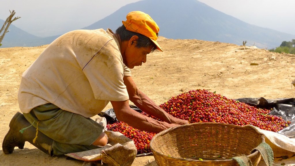 Los Pirineos Coffee Cup Of Excellence 2011