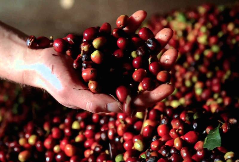 MENGAPA INDONESIA BISA PIMPIN PASAR KOPI INTERNASIONAL?