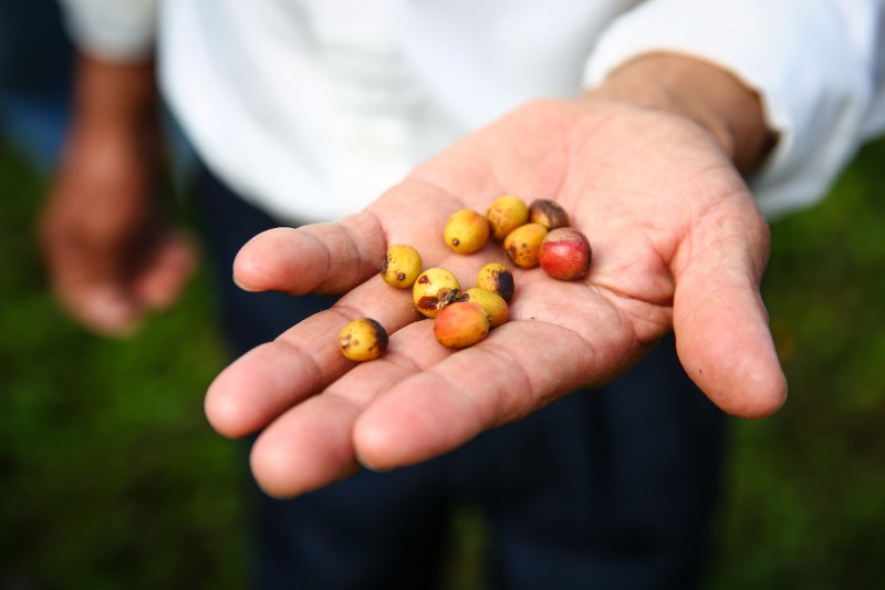 COFFEE LEAF RUST, BENARKAH MUSUH UTAMA PETANI KOPI?
