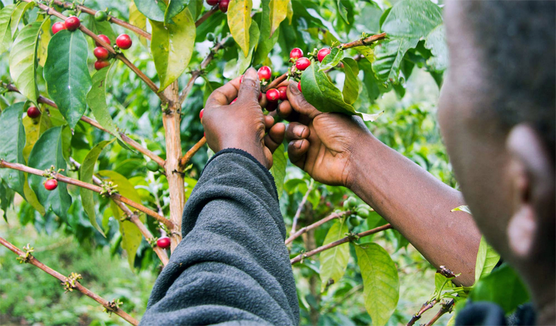 Kopi Organik Desa Cikoneng: Menyemarakkan Industri Lokal dan Keberlanjutan Lingkungan