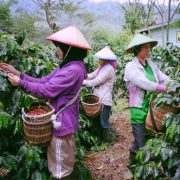 KOPERASI KOPI BAGI PETANI KOPI