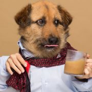 ROOFEE: KOPI ISTIMEWA UNTUK ANJING!