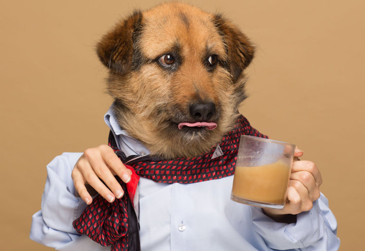 ROOFEE KOPI ISTIMEWA UNTUK ANJING  Majalah Otten Coffee