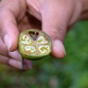 BANK KOPI GENETIK; LANGKAH PELESTARIAN ATAU HAL SIA SIA?