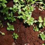 TIPS MENGGUNAKAN AMPAS KOPI UNTUK NUTRISI TANAMAN