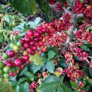 VARIETAS HYBRID; BENARKAH SOLUSI MASALAH TANAMAN KOPI DI MASA DEPAN