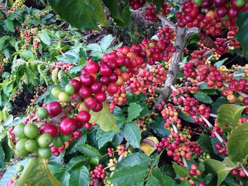 Varietas Hybrid Benarkah Solusi Masalah Tanaman Kopi Di Masa Depan Majalah Otten Coffee