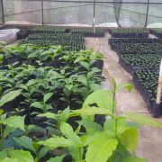 PERLUKAH SERTIFIKASI PADA PEMBIBITAN KOPI?