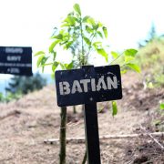 MENGENAL VARIETAS TANAMAN KOPI DENGAN KATALOG WCR