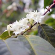 SEKILAS TENTANG ORGANIC COFFEE