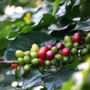 BERKUNJUNG KE KEBUN KOPI MENGANI BALI