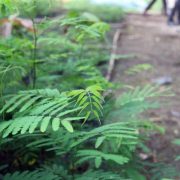 LAMTORO, POHON PELINDUNG BAGI TANAMAN KOPI YANG SERBA BISA