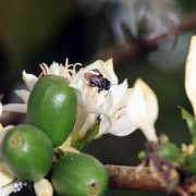 MANFAAT PELIHARA LEBAH DI LINGKUNGAN MASYARAKAT PETANI KOPI