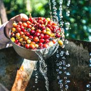 BIBIT KOPI ARABICA DAN AKTIVITAS MIKROBA FERMENTASI, PENELITIAN MENJELASKANNYA