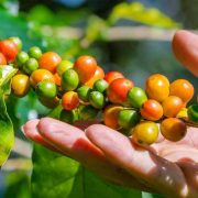 PEMANGKASAN TANAMAN KOPI UNTUK PERTUMBUHAN BUAH KOPI