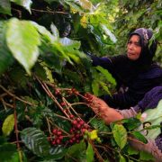 KESALAHAN UMUM YANG KERAP TERJADI DI HULU INDUSTRI KOPI