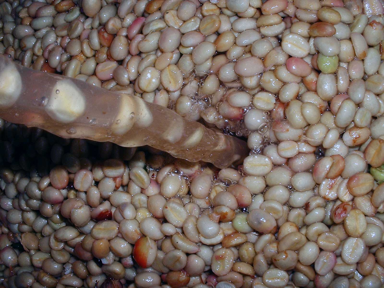 BAGAIMANA FERMENTASI BIJI KOPI MEMPENGARUHI RASA KOPI - Majalah Otten