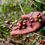 DI UGANDA, PETANI PINJAMKAN LAHAN UNTUK ANAKNYA BERTANAM KOPI