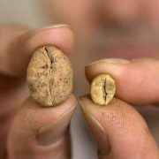 APA KABAR TANAMAN KOPI LIAR KITA