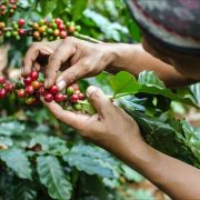 PEMETIK CERI KOPI BISA JADI BUKAN PETANI KOPI