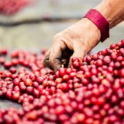 KOMPETISI INDUSTRI KOPI CIPTAKAN KUALITAS TERBAIK