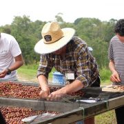 CQI Q PROCESSING LEVEL 2: MEMPROSES KOPI DENGAN LEBIH PROFESSIONAL