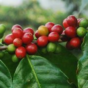 BENARKAH TANAMAN NAUNGAN BISA TINGKATKAN TANAMAN KOPI