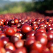 BEHIND THE LEAF COFFEE : SINGLE ORIGIN TRIP MYANMAR