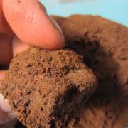 LIMBAH BUBUK KOPI BISA GANTIKAN KEBUTUHAN MINYAK SAWIT