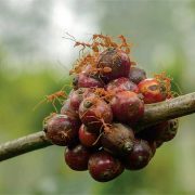 BAGAIMANA JIKA SEMUT MEMANEN BUAH KOPI KITA