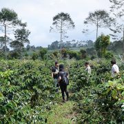 MENGUNJUNGI KEBUN KOPI DI KAYU ARO, KERINCI