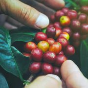 MENINGKATKAN HASIL PANEN KOPI DENGAN KELOLA AGRARIA