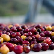 FAIR TRADE DAN DIRECT TRADE: APA BEDANYA?