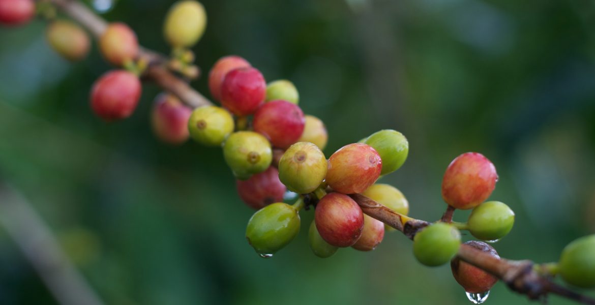 KENAPA TANAMAN  KOPI  MENGHASILKAN KAFEIN Majalah Otten 