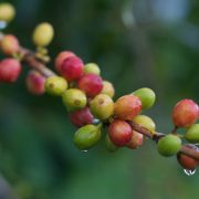 KENAPA TANAMAN KOPI MENGHASILKAN KAFEIN?