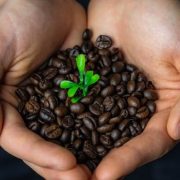 KELEBIHAN DAN KEKURANGAN KOPI ORGANIK