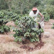 Rahasia Kopi Java yang Terjaga dengan Pupuk Alami