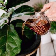 APAKAH SAJIAN KOPI BISA UNTUK PENYIRAMAN TANAMAN