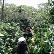 MENJELAJAHI TANAH GAYO (BAGIAN 2): ‘BERTUALANG’ KE BENER MERIAH YANG PENUH KEBUN KOPI