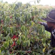 COFFEE TRIP: TENTANG HAMA PENGGEREK KOPI