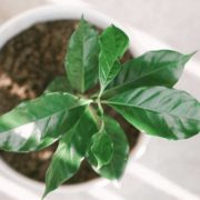TANAMAN HIAS DENGAN POHON KOPI!